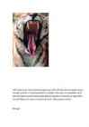 Tiigrid #5