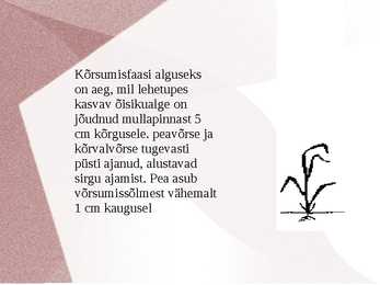 KÕRSUMINE taimekasvatus #2