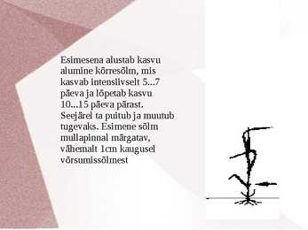 KÕRSUMINE taimekasvatus #3