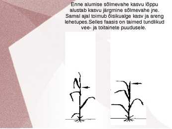 KÕRSUMINE taimekasvatus #4