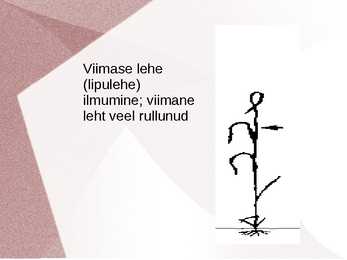 KÕRSUMINE taimekasvatus #5
