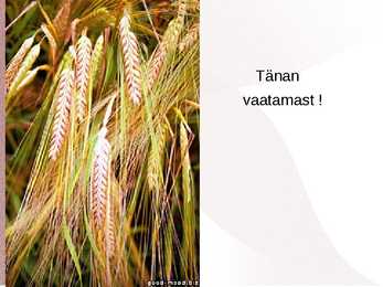 KÕRSUMINE taimekasvatus #8
