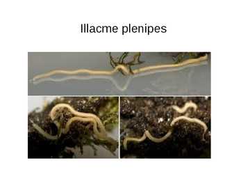 Loomad- mutt-tuhatjalgne-pimekala #6