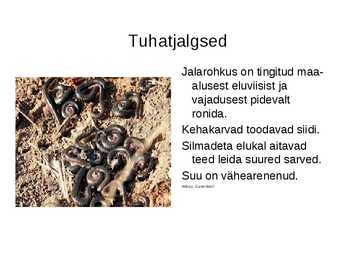 Loomad- mutt-tuhatjalgne-pimekala #7