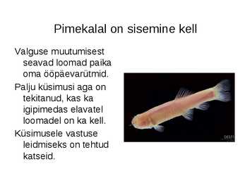 Loomad- mutt-tuhatjalgne-pimekala #8