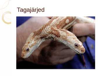 Geeniliselt muundatud loomad ja taimed #6