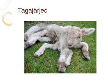 Geeniliselt muundatud loomad ja taimed #7