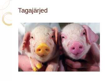 Geeniliselt muundatud loomad ja taimed #8