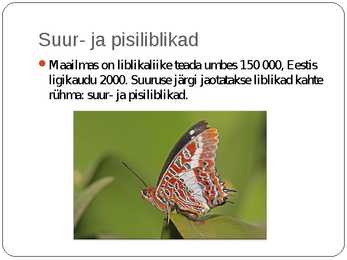 Liblikalised #17