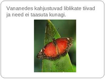 Liblikalised #25