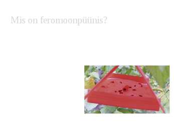 Feromoonpüünis #3