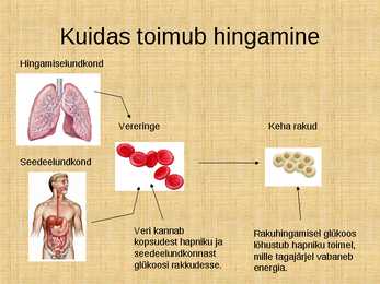 Hingamine #3