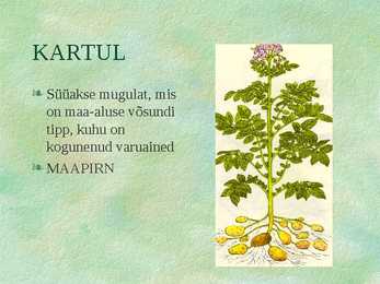 Köögiviljad #9