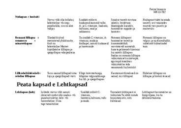 Kapsad #3