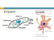 Algloomad #3