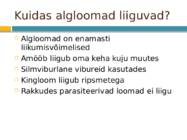 Algloomad #5