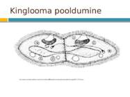 Algloomad #7