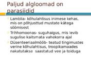 Algloomad #9