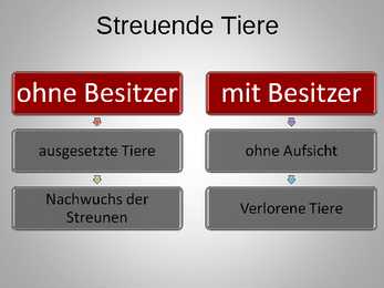 Herrenlose Tiere- schlechte Tierzuchtkultur #2
