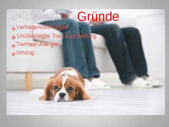 Herrenlose Tiere- schlechte Tierzuchtkultur #4