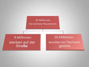 Herrenlose Tiere- schlechte Tierzuchtkultur #5