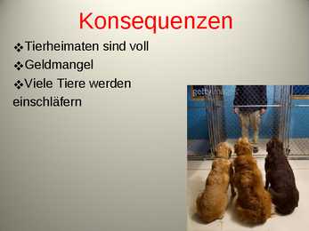 Herrenlose Tiere- schlechte Tierzuchtkultur #6