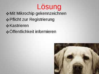 Herrenlose Tiere- schlechte Tierzuchtkultur #7