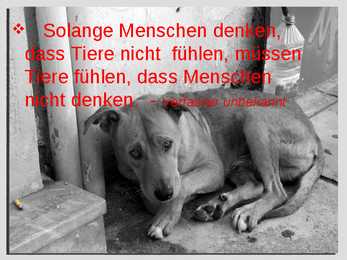 Herrenlose Tiere- schlechte Tierzuchtkultur #8