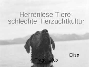 Herrenlose Tiere- schlechte Tierzuchtkultur
