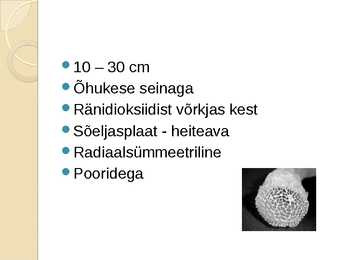 Veenusekorv #3