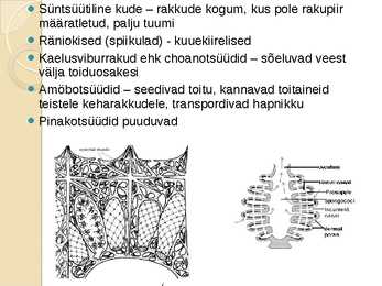Veenusekorv #4