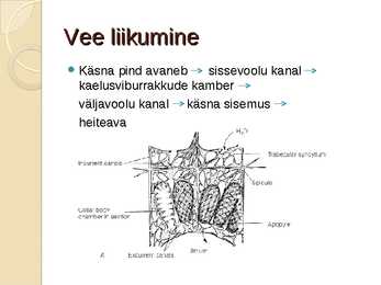 Veenusekorv #5