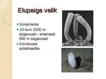 Veenusekorv #8