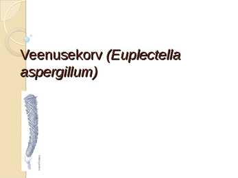 Veenusekorv