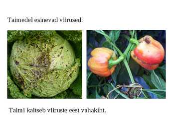 Viirused #17