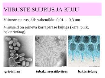 Viirused #8