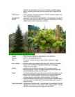 Dendroloogia - okaspuud #4