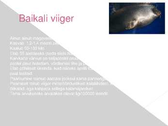 Powerpointi esitlus Baikali järve kohta #6