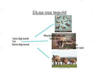 ORGANISM JA ELUPAIK #5