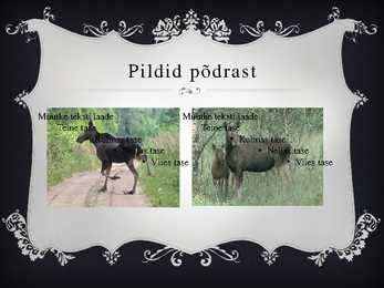 PÕDER #10