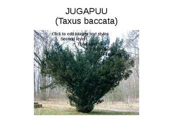 JUGAPUU