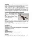 Skorpion #4