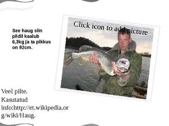 Havi ehk haug #5