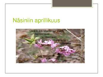 Harilik näsiniin #6