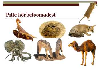Kõrbed #14