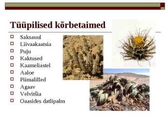 Kõrbed #9