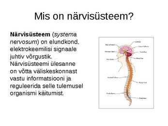 Närvisüsteem #2