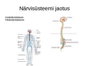 Närvisüsteem #3