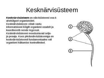 Närvisüsteem #4