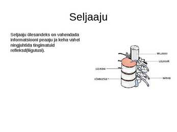 Närvisüsteem #5